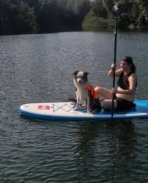SUPinGent DOG SUP sessies : SUP met je hond: het leukste dagje op het water! Ben je op zoek naar een unieke en onvergetelijke ervaring met je trouwe viervoeter? Ga dan SUPpen met je hond bij SUPinGent!